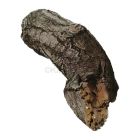 Stam groot nr. 8